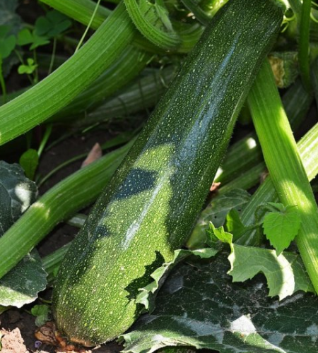 tikvica2